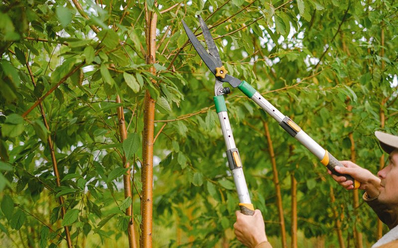 Tree trimming in Dassel, MN